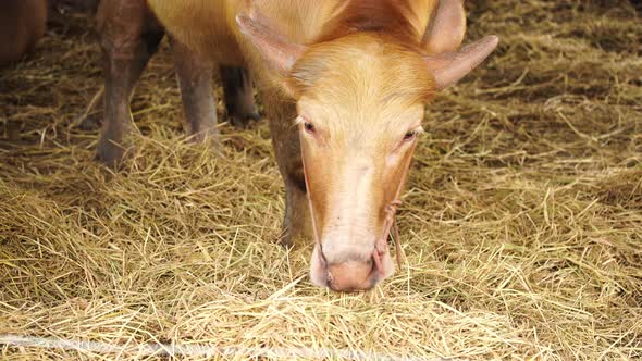 Albino water buffalo eating dry grass