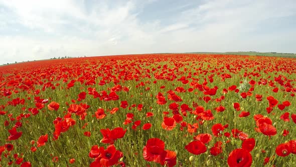 Field of Poppy Flowers