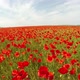 Field of Poppy Flowers - VideoHive Item for Sale