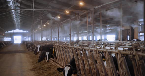 Modern Barn with Air Humidification and Ventilation System Many Cows with Ear Tags and Collars Chew