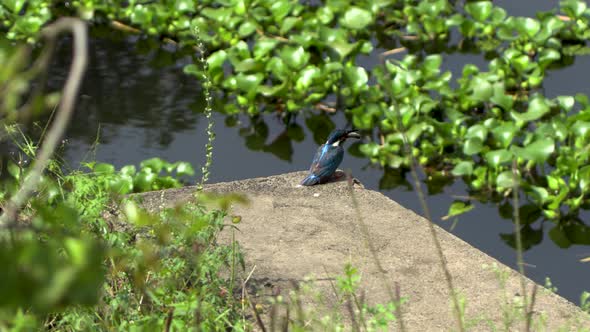 Kingfisher bird with a fish in its beak