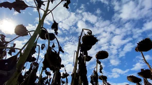 Large Plantation of Ripe Sunflower Ready for Harvest