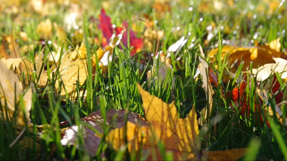 Autumn Grass and Fallen Leaves