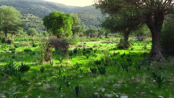 Mediterranean Landscape Drone Slowly Flying Through Olive Trees Beautiful Nature View of Green Grove