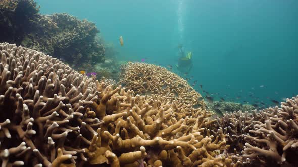 Coral Reef and Tropical Fish