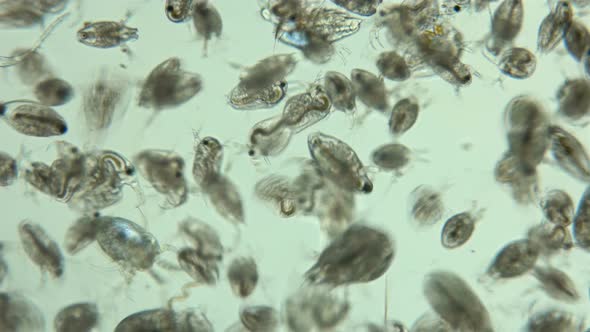 Bosmina Water Flea Under the Microscope