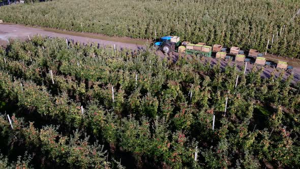 Apple Orchard Harvest of Apples Tractor Carries Large Wooden Boxes Full of Green Apples Top View