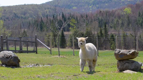 Alpaca Chewing Grass and Wandering on Field