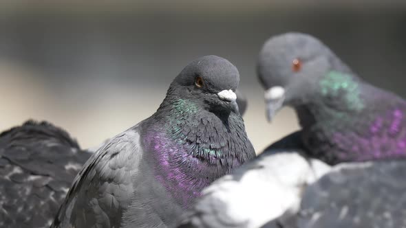 Macro close up of wild grey Columbidae doves resting outdoors in sunlight