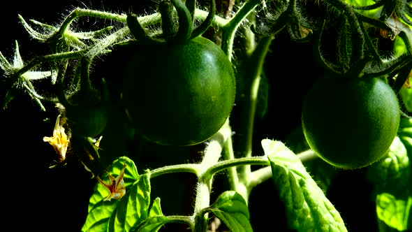 Tomato bush with flowers and fruits on a black background.