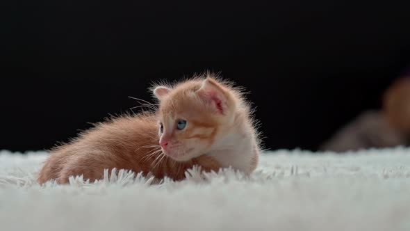 Cute Little Kitten on a Furry White Blanket