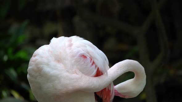 Close up greater flamingo clean feather