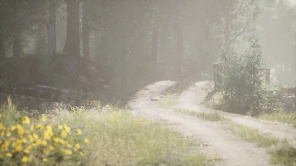 Sunbeams Entering Coniferous Stand on a Misty Summer Morning