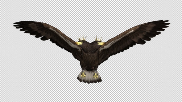 Imperial Eagle - Double-Headed - Flying Transition - I