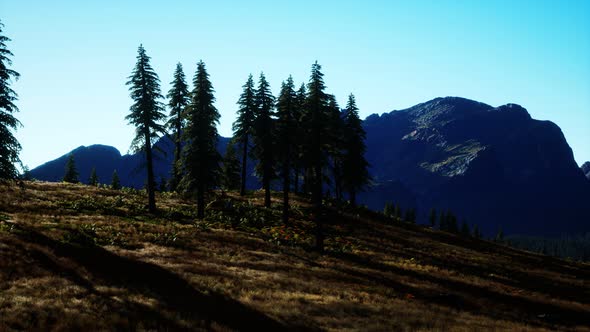 Trees on Meadow Between Hillsides with Conifer Forest