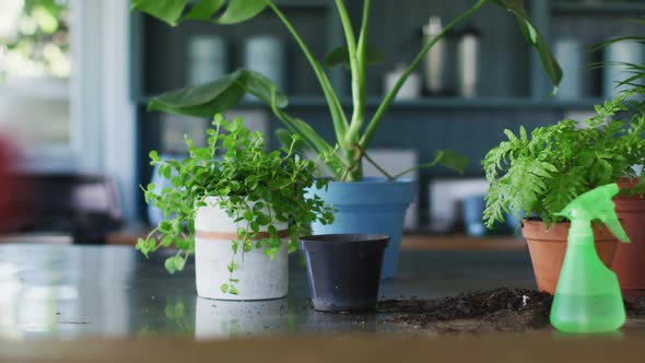 View of multiple plant pots and water sprayer bottle on the table at home