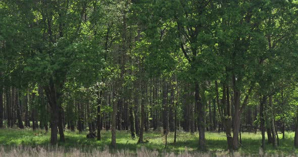 The Landes forest, Nouvelle Aquitaine, France. The Landes forest  is the largest man-made woodland i