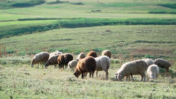 Herd sheep standing and graze in beautiful field. Agriculture and cattle breeding. Slow motion