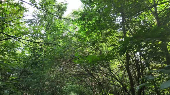 Natural Landscape in the Forest During the Day