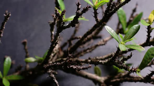 Green Plants And Trees