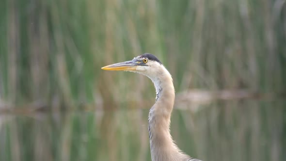 Great Blue Heron Closeup Looking Intensely