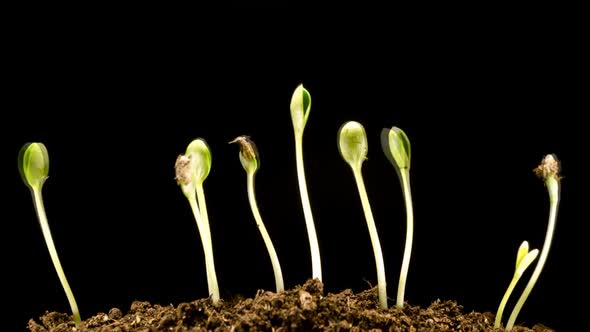 Water Melons Sprouting