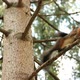 Mating Season in Squirrels - VideoHive Item for Sale
