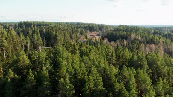 Pine Tree Coniferous Woodlands In Swedish Countryside Near Östersund, Sweden. 4K Drone.