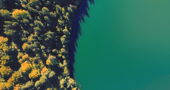 Top View Of Autumnal Forest Trees On A Blue Calm Lake Of Saint Ann In Romania. Aerial Drone