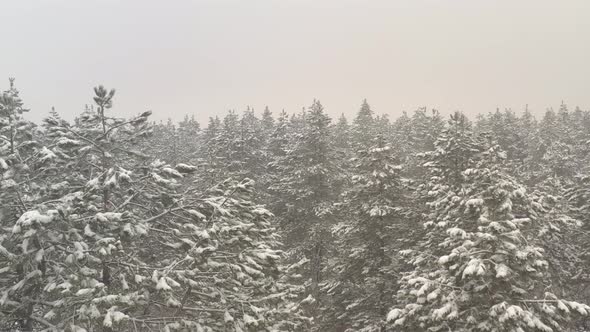 Heavy fog over the snowed tree tops 4K drone video