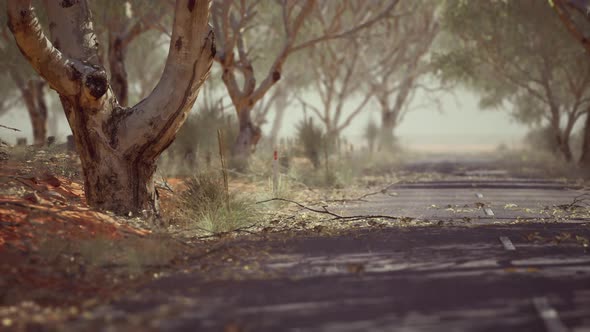 Open Road in Australia with Bush Trees