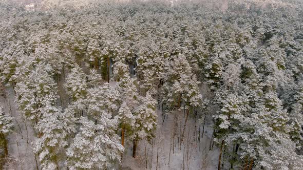 Snow Covered Winter Landscape