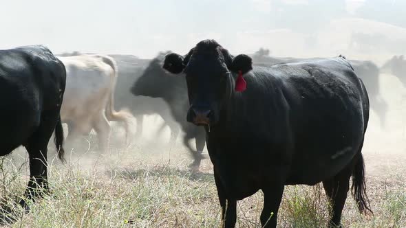 Black Angus cow watching the camera as other cattle move behind her