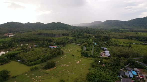 Aerial View of Green Grass and Wet Rice Field Covered with Trees and Palms After Rain Village and