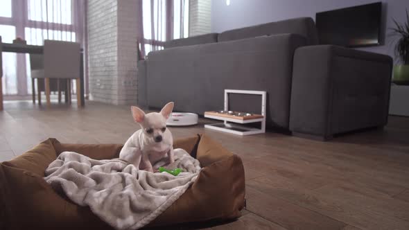 Dog Pet Watching Robotic Vacuum Cleaner at Work