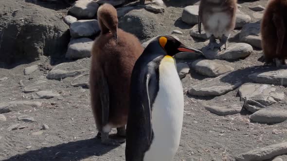 King Penguins On South Georgia Island