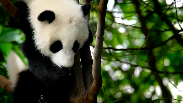 Giant Panda Bear Cub on a Tree