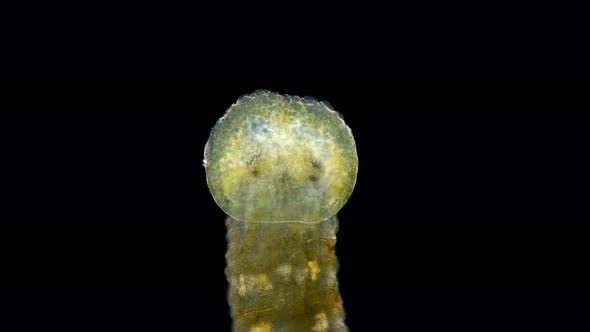 Leech Hirudinea, Baicalobdella Torquata Under a Microscope, Family Piscicolidae
