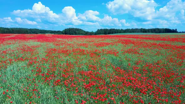 Field of Blossoming Red Poppies, Aerial Dron Shoot