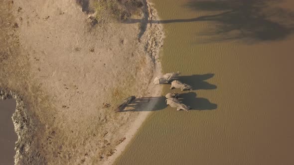 Drone view of elephants drinking water in Botswana