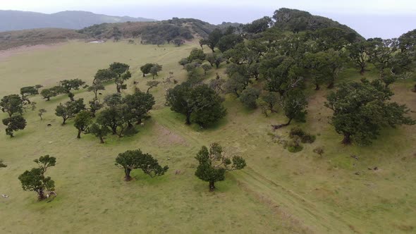 Aerial view of old and rare Fanal laurisilva forest on Madeira island, Portugal