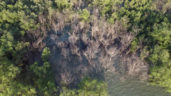 Aerial view move forward and look down the dry bare tree mangrove