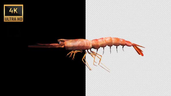 Shrimp Swim alt