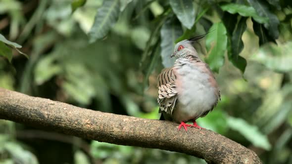 Crested pigeon on the tree bark
