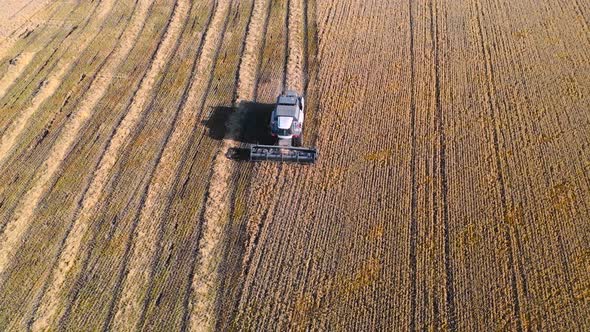 Aerial. Combine Harvester Harvesting Ripe Corn on Harvest Field. Top View