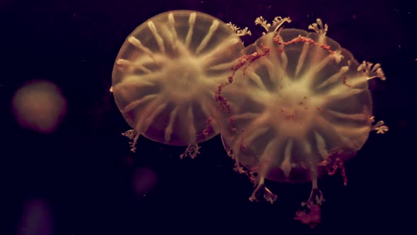 Jellyfish Cassiopea Species in the Aquarium