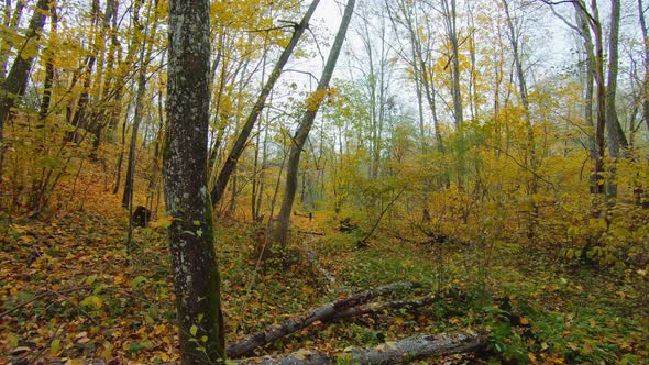 Autumn forest, brook, filmed from steadicam