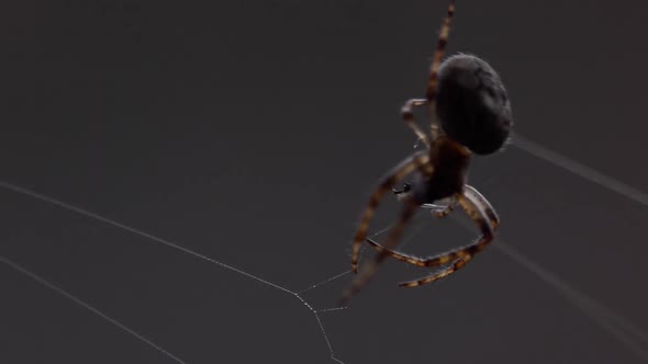 Spider Weaves a Web