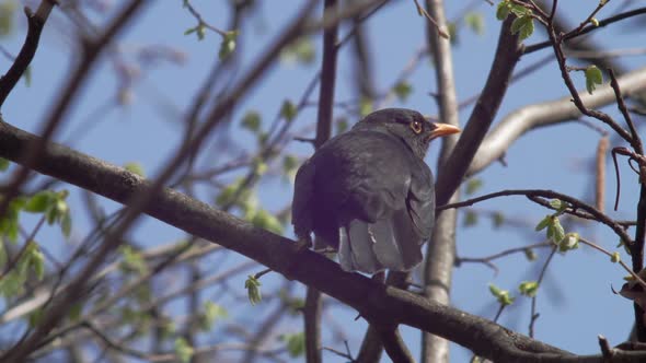 Slow motion medium shot of a young Blackbird seen from behind, sitting on a branch balancing its wei