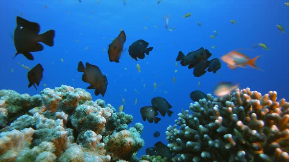 Coral Reefs Seascape